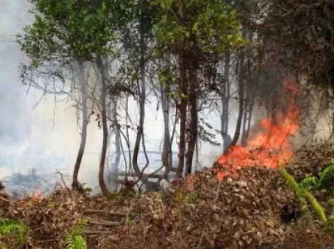 BNPB Sebut 639 Hektare Lahan Masih Terbakar di Enam Provinsi