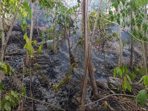 Karhutla di Indonesia Timur, 55 Hektare Lahan Terbakar