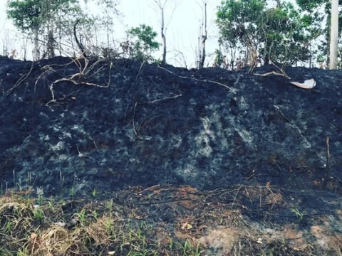 Transisi Energi Berisiko Picu Deforestasi dan Konflik Lahan