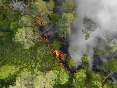 Tanpa Viskose dalam Aturan EUDR, Deforestasi Indonesia Terus Mengalir ke Eropa