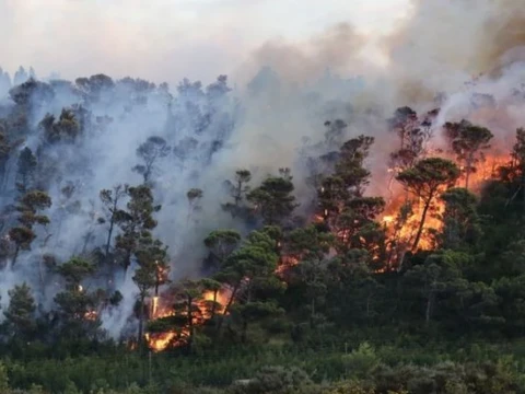 Masuki Kemarau, LPBI PBNU Imbau Masyarakat Waspada Kebakaran Hutan dan Kekeringan