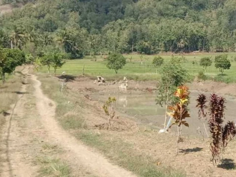 Krisis Air Gerus Hasil Pertanian Banyumas, Ansor Soroti Belum Terwujudnya Solusi Jangka Panjang