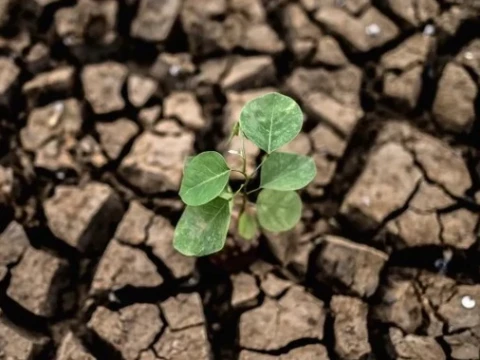 Krisis Air dan Kekeringan Berulang, Greenpeace Desak Pemerintah Bangun Strategi Jangka Panjang