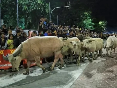 Tradisi Mengarak Kebo Bule Keramat di Keraton Surakarta pada Malam 1 Suro