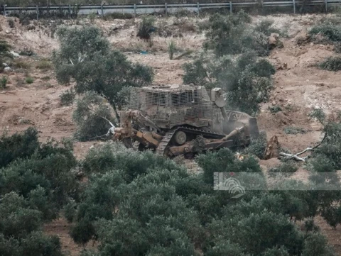 Komisi Palestina Catat 34 Serangan Pemukim Israel terhadap Petani, Lahan Zaitun hingga Pembakaran Pohon