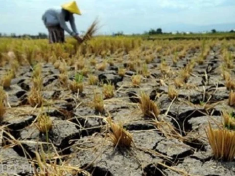El Nino Ancam Pertanian Indonesia, Pakar UGM Ungkap Risiko Kerugian Petani