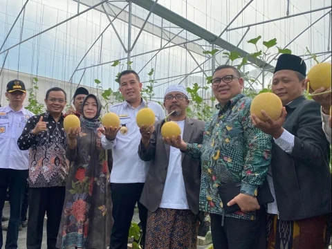 Ditangani Santri, Pesantren Al Hidayat Gerning Sukses Panen Melon Sultan