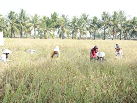 Kemarau Panjang Ancam Pertanian, Hama Baru Bermunculan dan Risiko Gagal Panen Kian Nyata