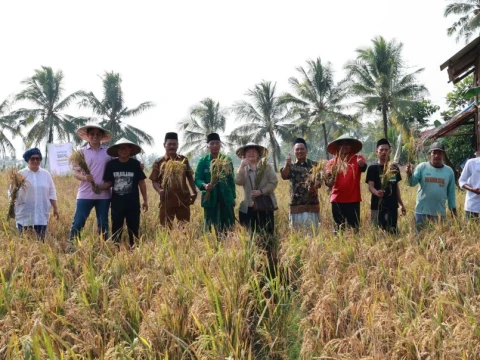 Pupuk Organik Hasilkan Beras NU Berkualitas, Hama Berkurang dan Panen Lebih Cepat