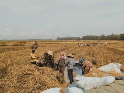 Pupuk Subsidi Langka, Petani Alih Strategi Gunakan Pupuk Organik