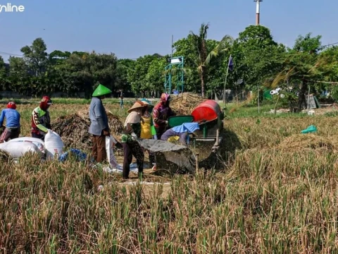 Petani Keluhkan Irigasi Minim dan Harga Hortikultura Tak Menentu saat Kemarau
