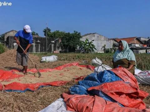 Petani Minta Pemerintah Stabilkan Harga dan Tingkatkan Pendampingan