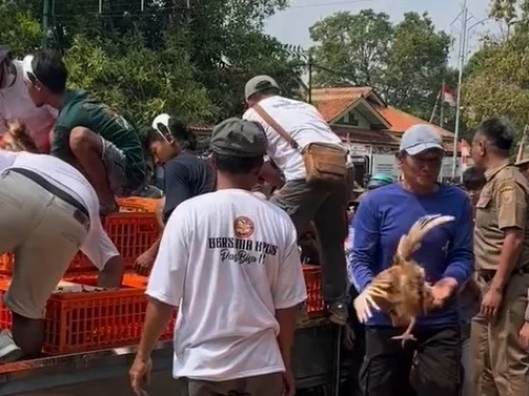 Peternak di Sejumlah Daerah Menjerit Pakan Ternak Naik, Gelar Aksi Bagi-Bagi Ayam dan Telur Gratis