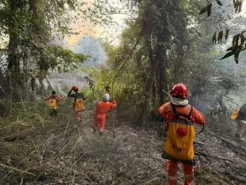 Kebakaran Hanguskan 2 Hektare Hutan di Kaltara, BNPB: Penyebab dalam Penyidikan