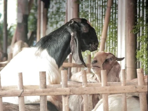 Hukum Kurban dari Orang yang Tidak Shalat dan Puasa