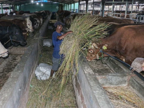 Peternakan di Kota Bekasi Rawat Ribuan Sapi untuk Idul Kurban 2026