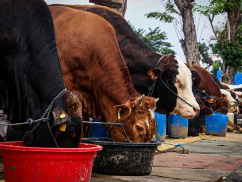 Penyakit Lato-Lato Bisa Menjangkit Sapi Kurban, Kenali Ciri dan Infeksinya