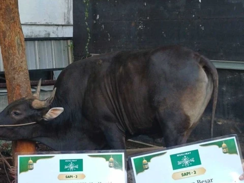 Idul Adha, Muslimat NU Distribusikan 19 Ekor Sapi dan 3 Ekor Kambing ke Sejumlah Daerah