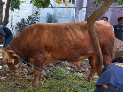 Sambut Ramadhan, Sapi 1,2 Ton Disembelih di Pesantren Motivasi Indonesia Bekasi