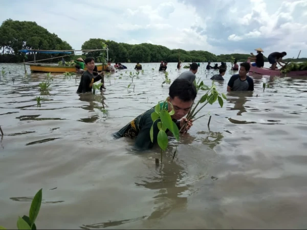 Tunjukkan Kepedulian terhadap Alam, Pelajar NU Kabupaten Indramayu Tanam 30 Ribu Bibit Mangrove di Pantai Tiris